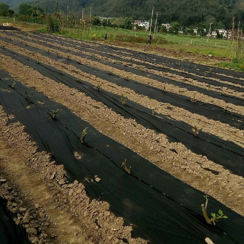 Geotextil tejido PP plástico de la protección 200G/M2 de la mala hierba de Mat Ground Cover Silt Fence de la tela al por mayor ULTRAVIOLETA del negro